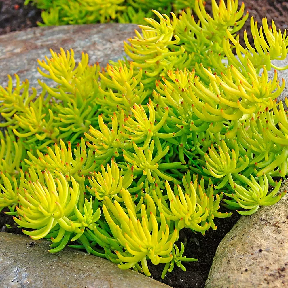 SedumStonecrop "Angelina"