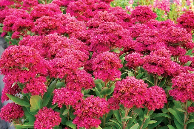 SedumStonecrop "Class Act"