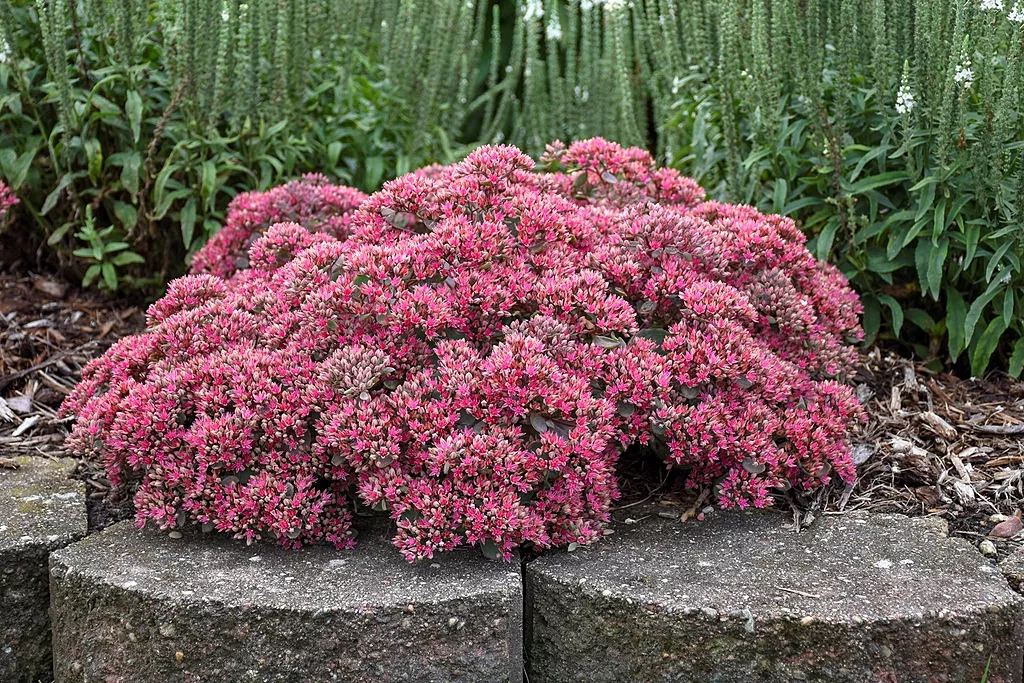 SedumStonecrop Rock and Round"Pop Star"