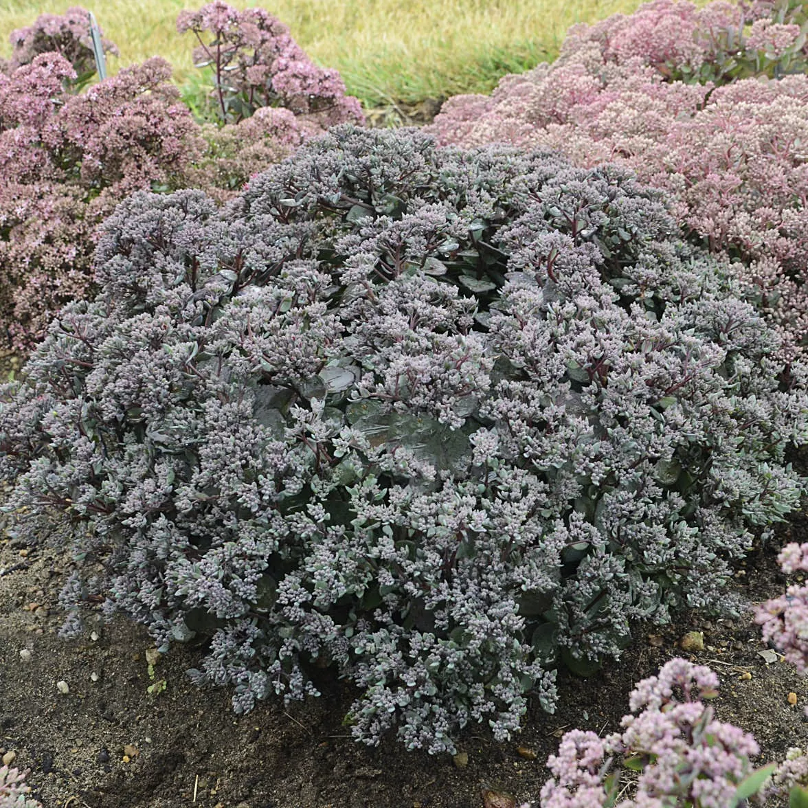 SedumStonecrop Rock and Round"Superstar"