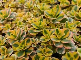 SedumStonecrop "What a Doozie"