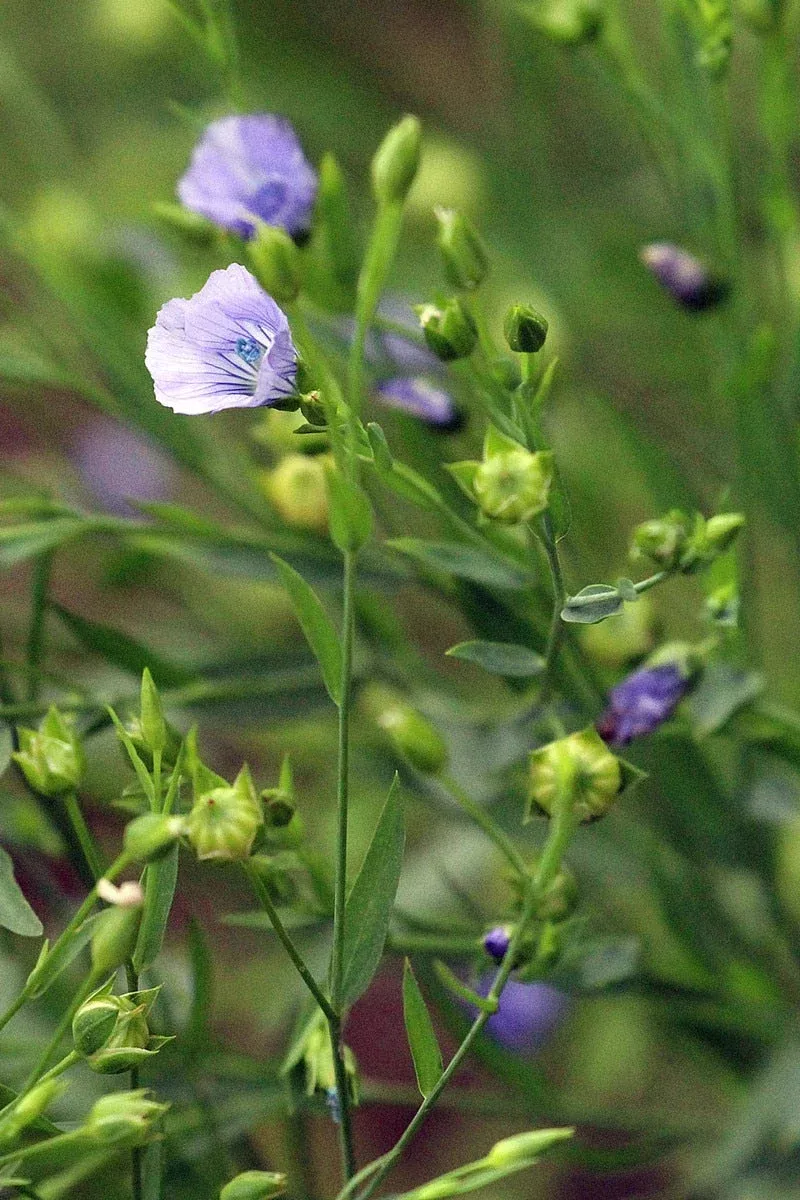 Seed Savers Linore Organic Flax Flower