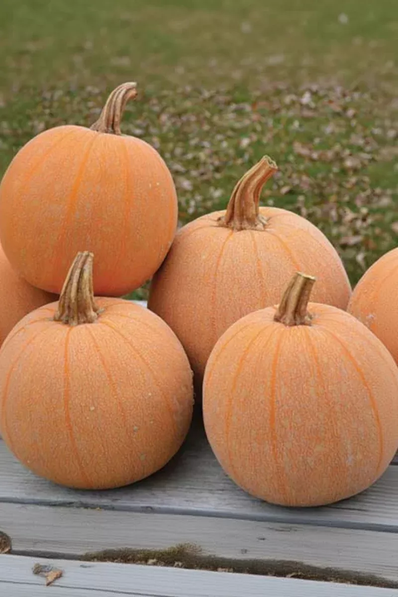 Seed Savers Winter Luxury Squash