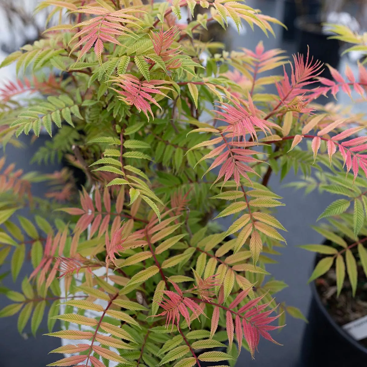 Sem False Spiraea