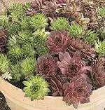 Sempervivum (25) BR PlantsAssorted