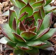 Sempervivum 'Black' (10)ct Flat