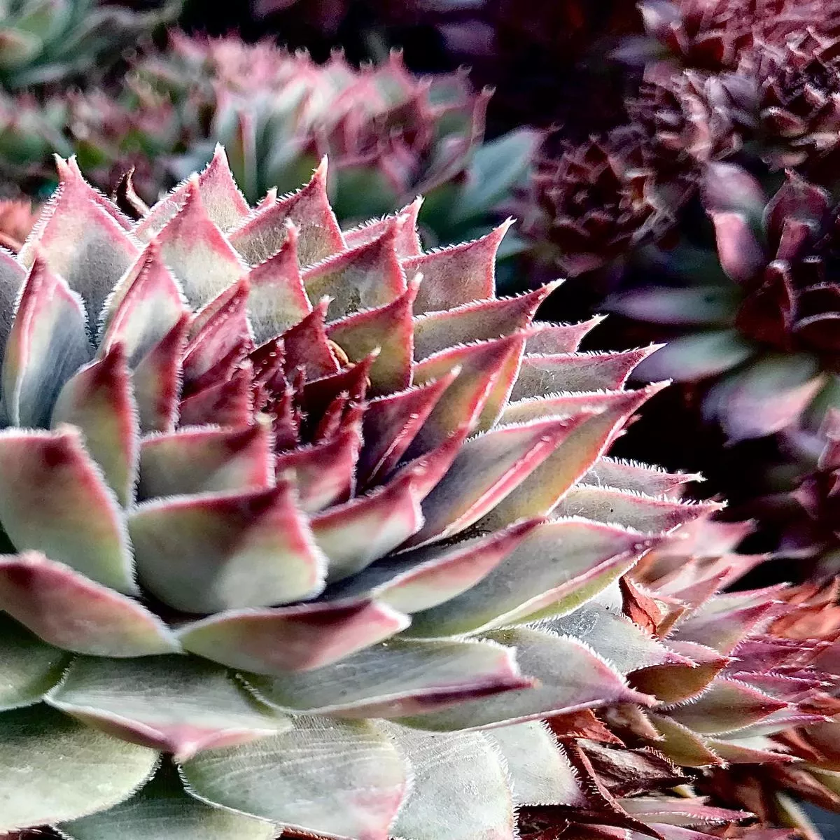 Sempervivum’Blue Boy ’