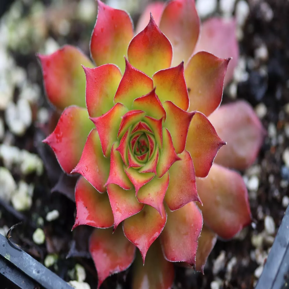 Sempervivum heuffelii’Gold Bug ’