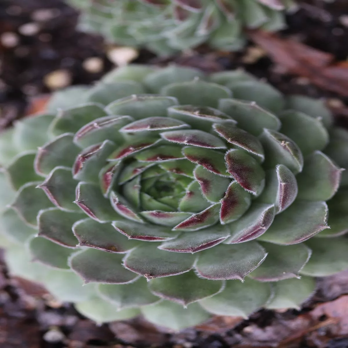 Sempervivum’Niphetos ’