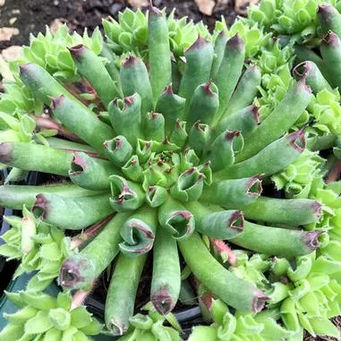 Sempervivum Oddity