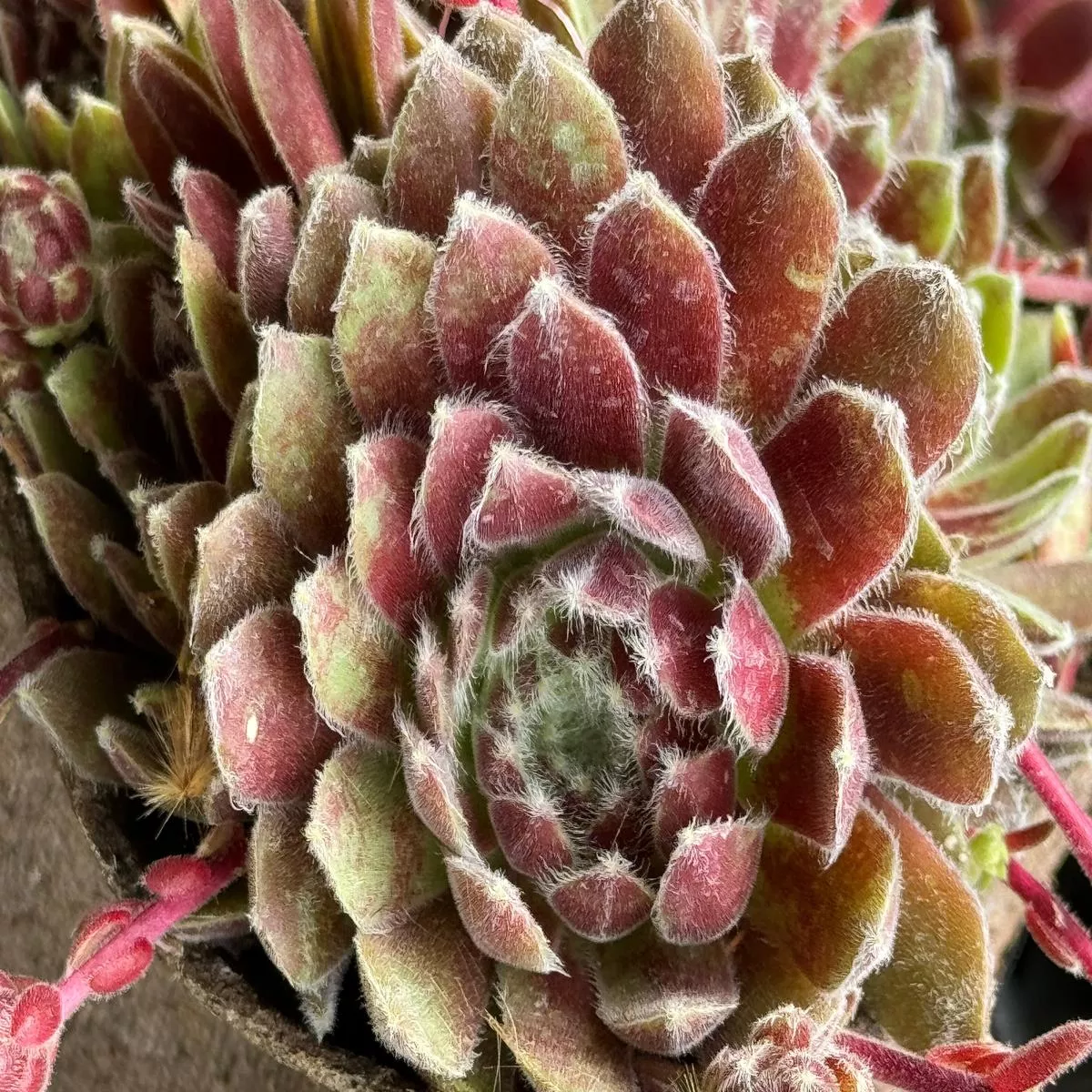 Sempervivum’Pacific Grace ’