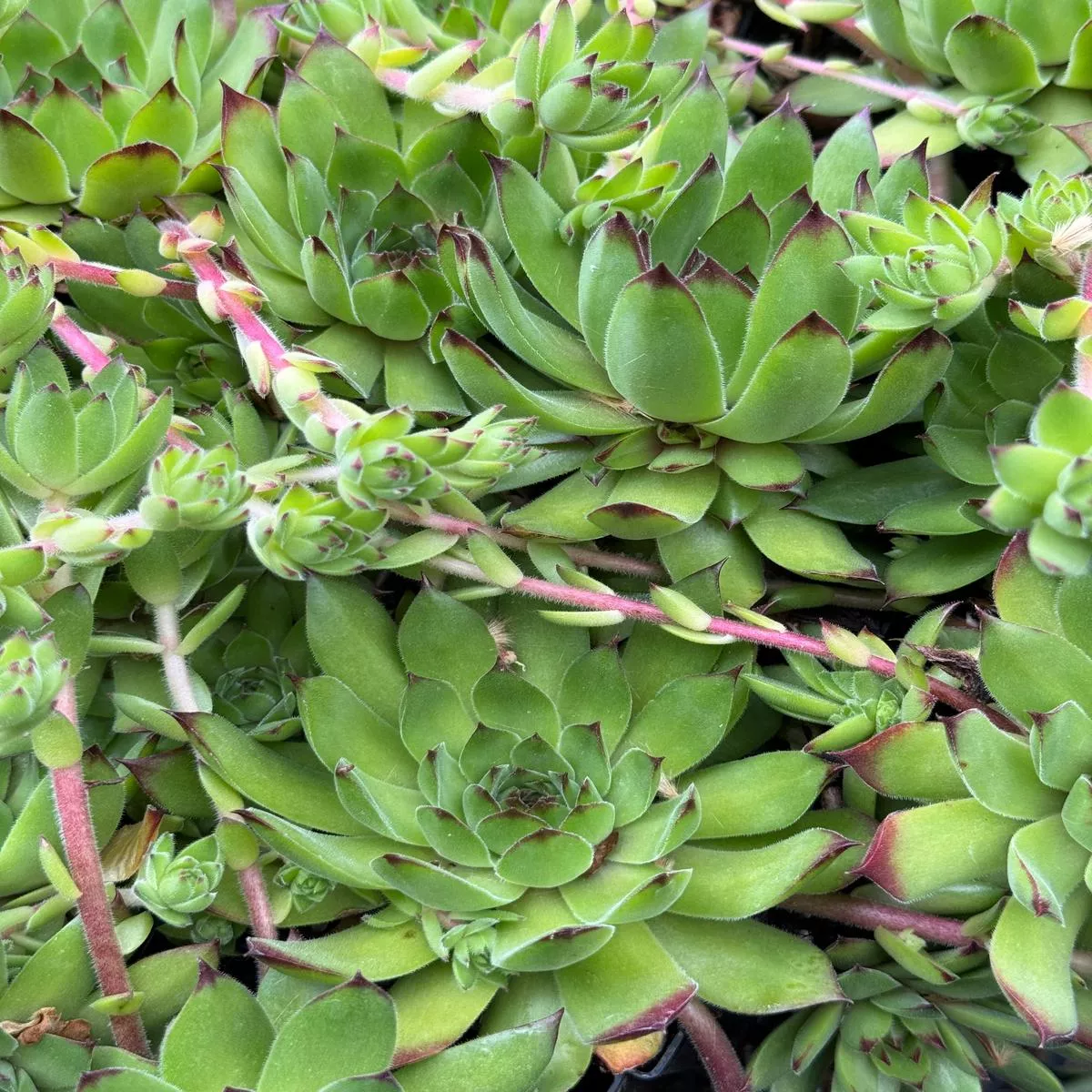 Sempervivum’Pacific Hepsport ’