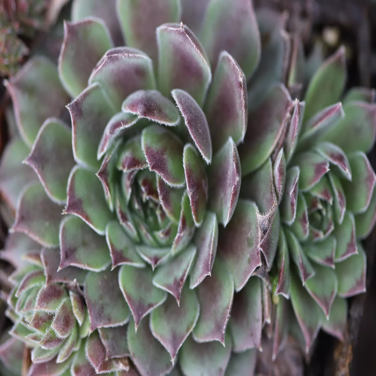 Sempervivum’Pacific Joyce ’