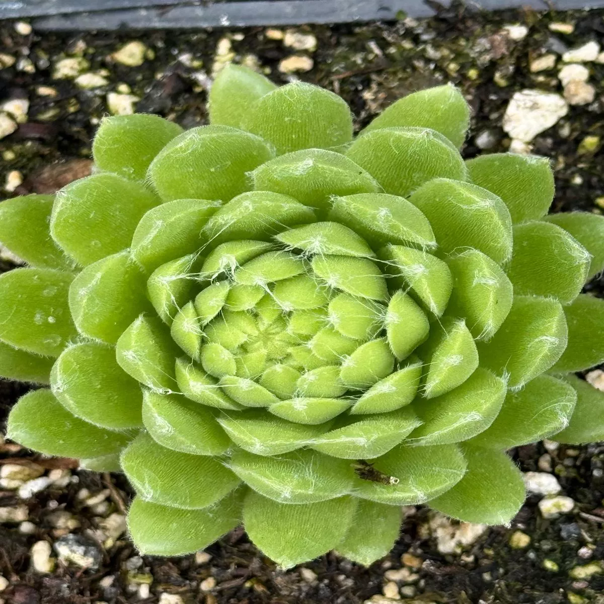 Sempervivum’Pekinese ’