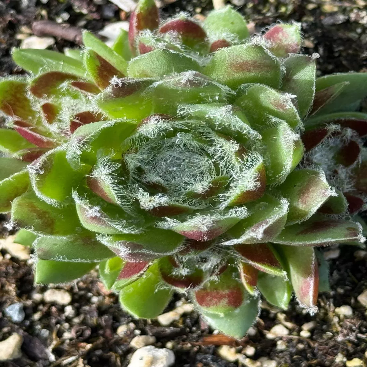 Sempervivum’Ponderosa ’