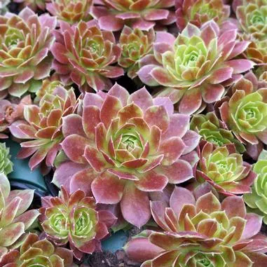 Sempervivum Rocknoll Rosette