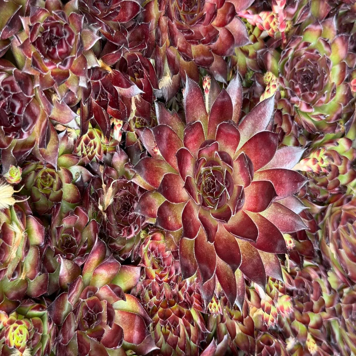 Sempervivum’Strider ’