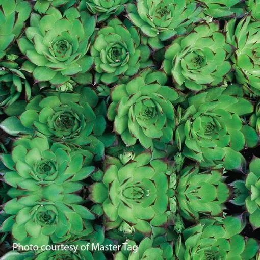 Sempervivum 'Sunset' Hens & Chicks - One Quart Pot