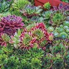 Sempervivum