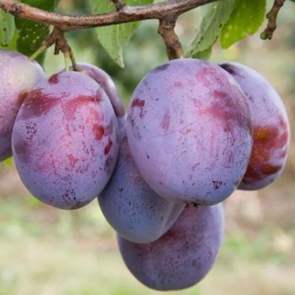 Seneca, Plum (Semi-Dwarf)