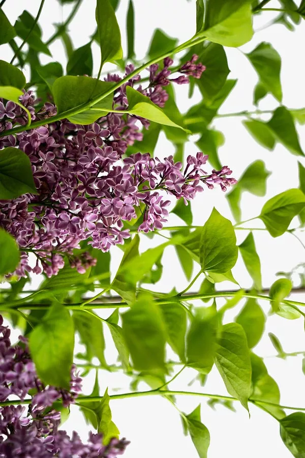 Sensation Lilac