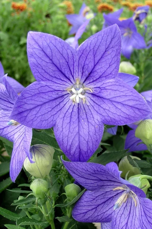 Sentimental Blue Balloon Flower (Platycodon) - 5 Pack of Quart Pots