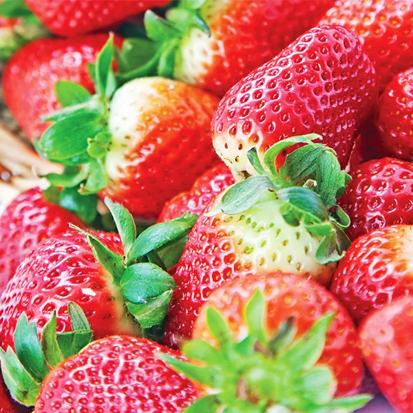 Sequoia Strawberry Plant – 10 Pack Bareroot