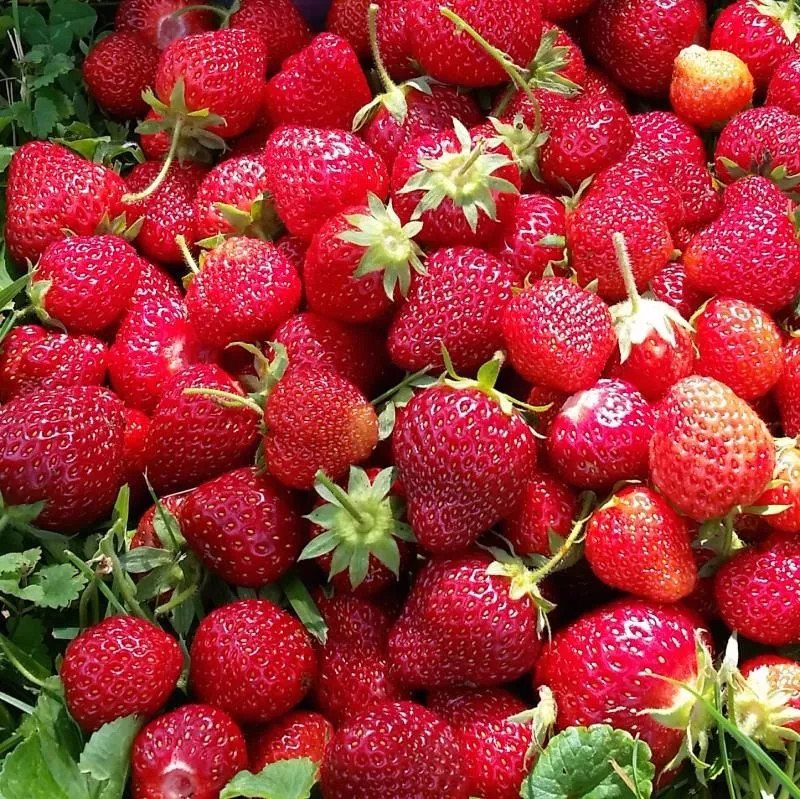 Sequoia Strawberry Plant