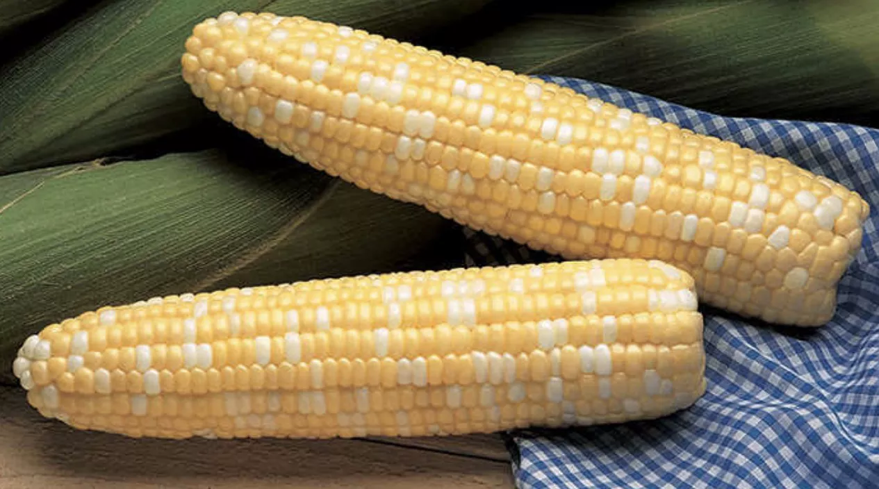 Serendipity Sweet Corn Seeds