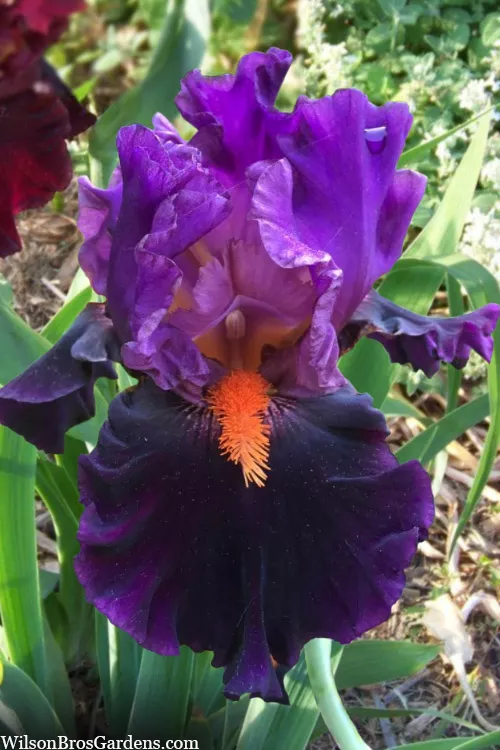 Sharp Dressed Man Bearded Iris - 1 Gallon Pot
