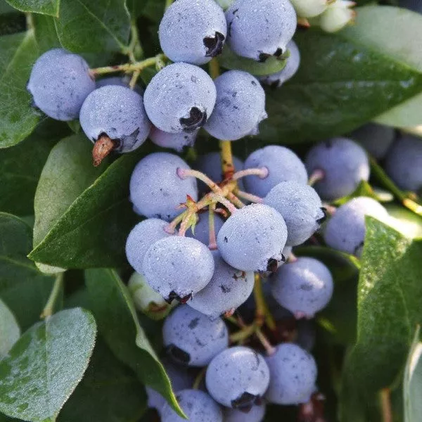 Sharpblue Blueberry – 3 Gallon