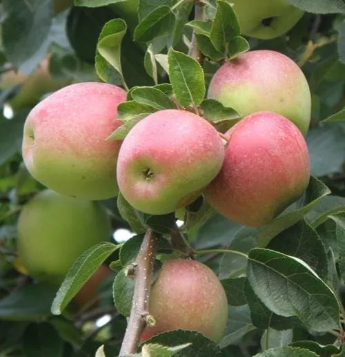 Shay Apple – Dwarf (4′-5′)