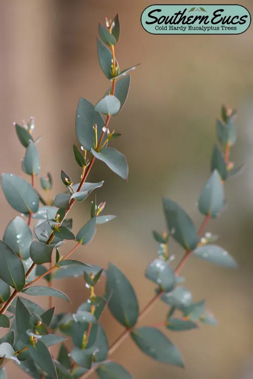 Sheila Cold Hardy Eucalyptus Tree (Eucalyptus stellulata) - 1 Gallon Pot