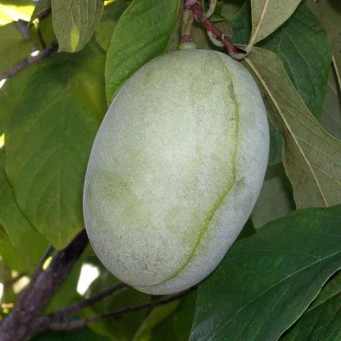 Shenandoah™ Pawpaw Tree