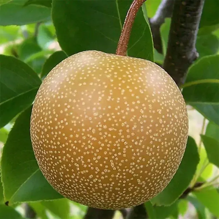 Shinko, Asian Pear (Semi-Dwarf)