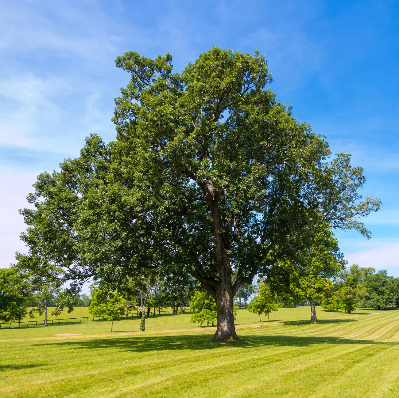 Shumard Oak Tree – 1-2 ft