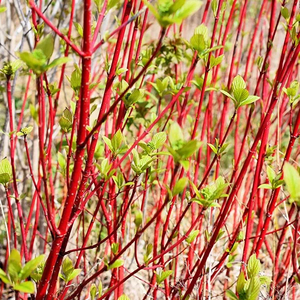 Siberian Dogwood – #3 Container