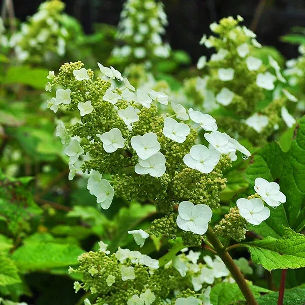 Sike’s Dwarf Oakleaf Hydrangea