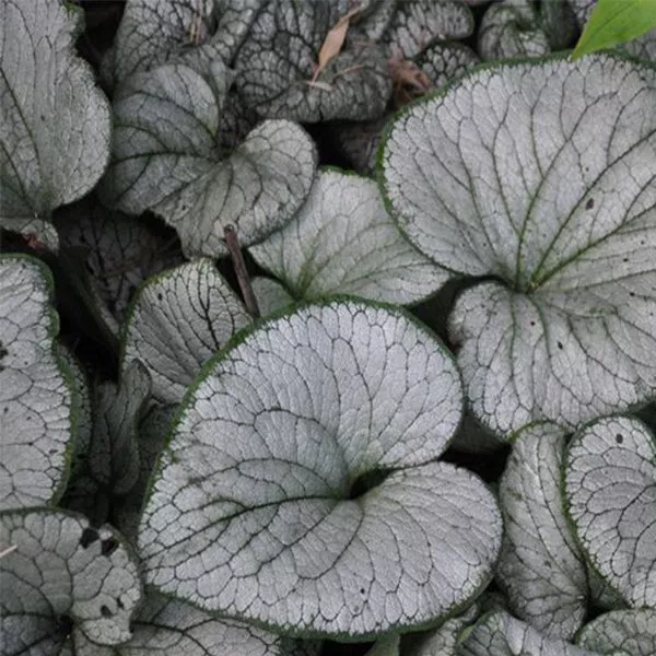 Silver Heart Brunnera – #1 Container