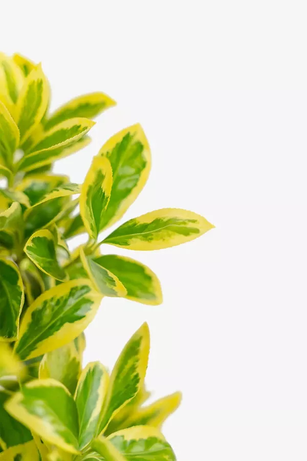 Silver King Euonymus