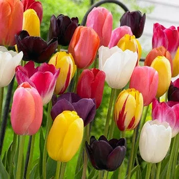 Single Late Tulip Bulb Mix