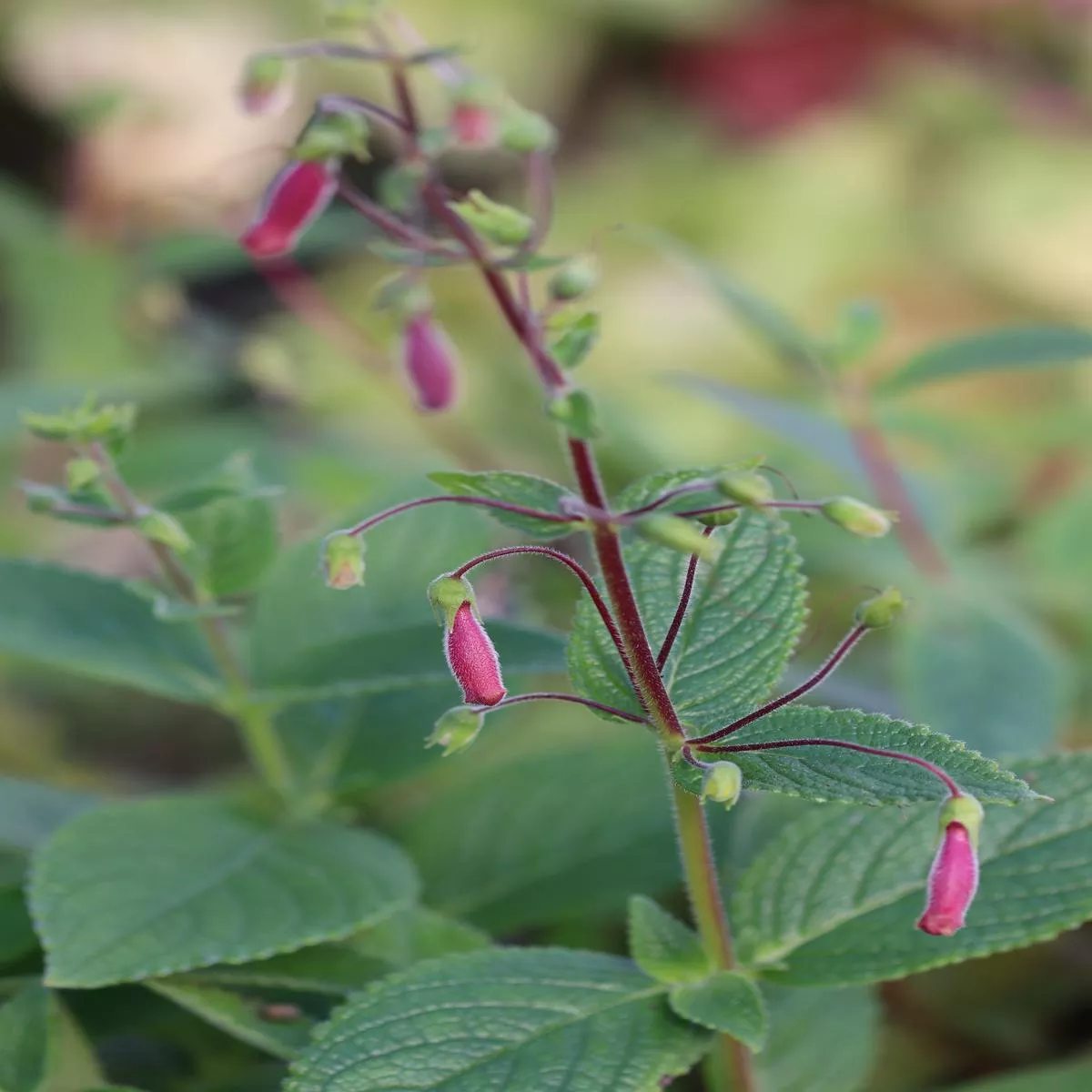 Sinningia’Cherries Jubilee ’