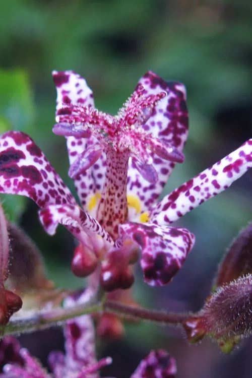 Sinonome Toad Lily (Tricyrtis) - 1 Gallon Pot