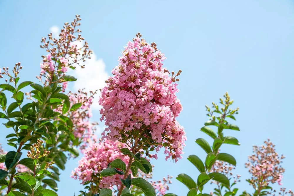 Sioux Crape Myrtle Tree – 3 GALLON