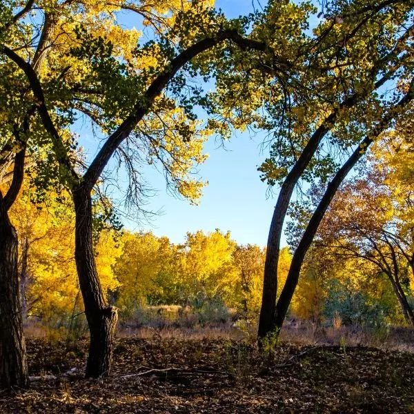 Siouxland Cottonwood Trees