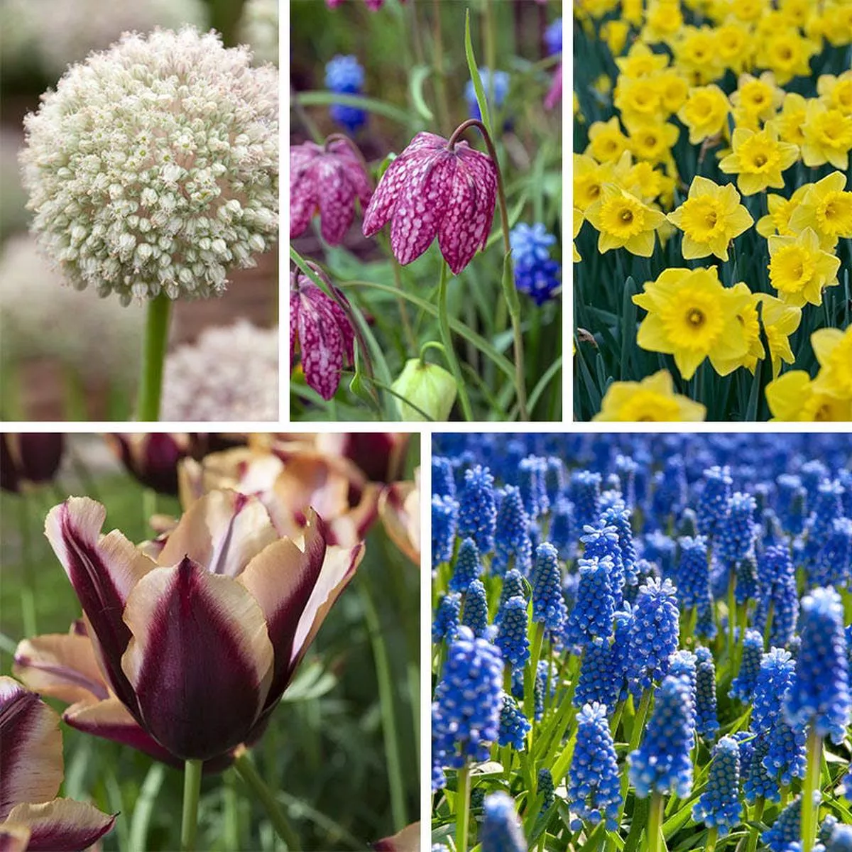 The Sky’s The Limit Bulb Collection