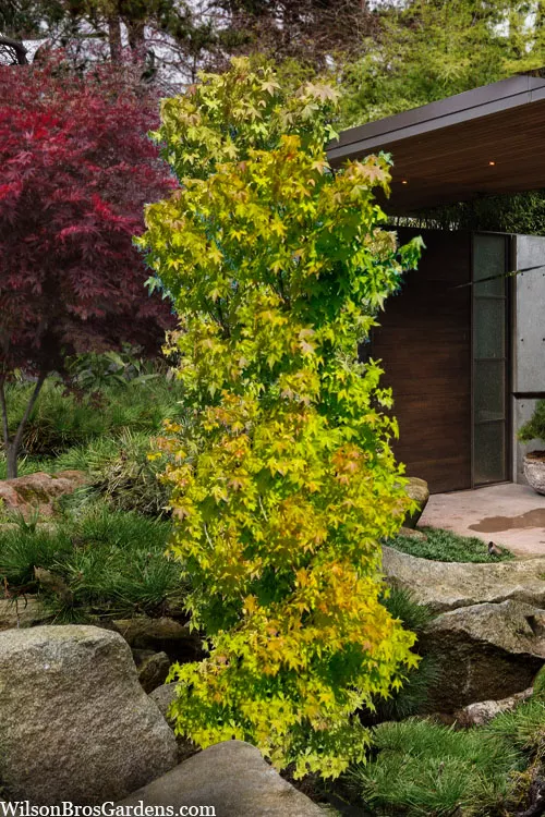 Skyscraper Columnar Japanese Maple - 2 Gallon Pot
