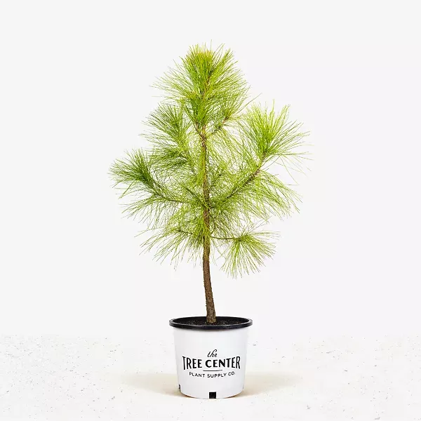 Slash Pine