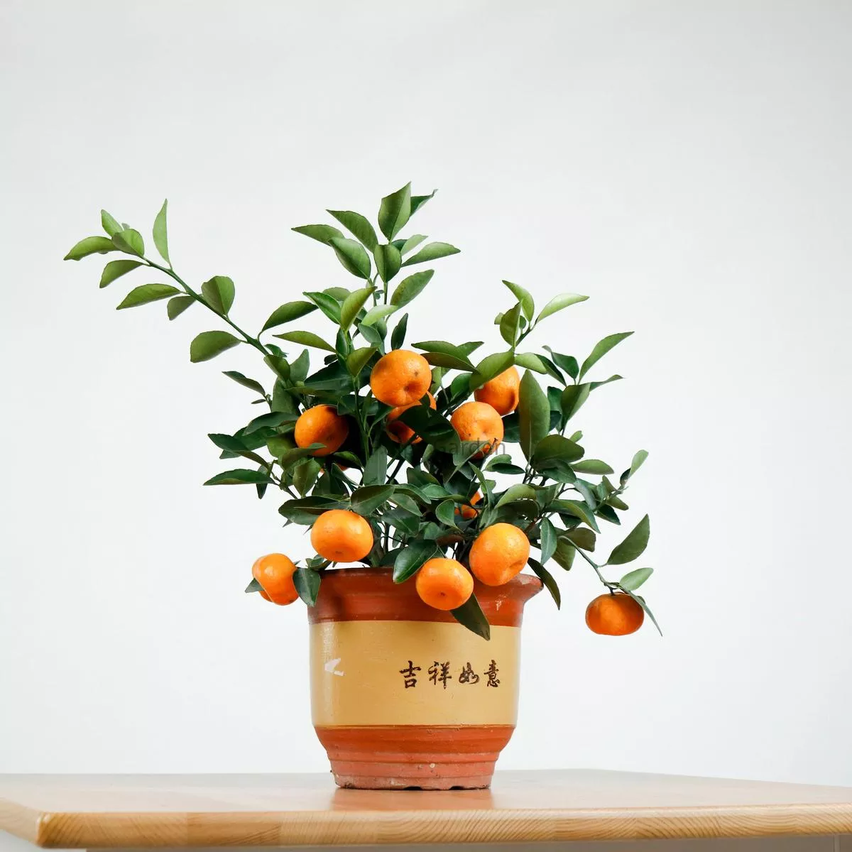 Small China Mandarin Tree in Ceramic Planter