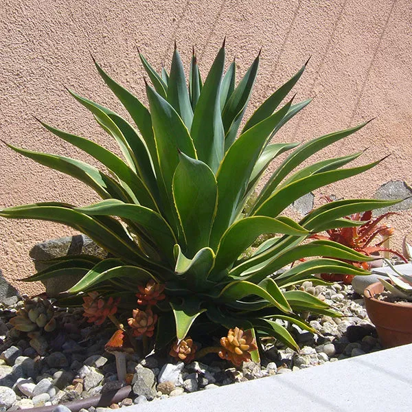 Smooth Agave – 15 Gallon